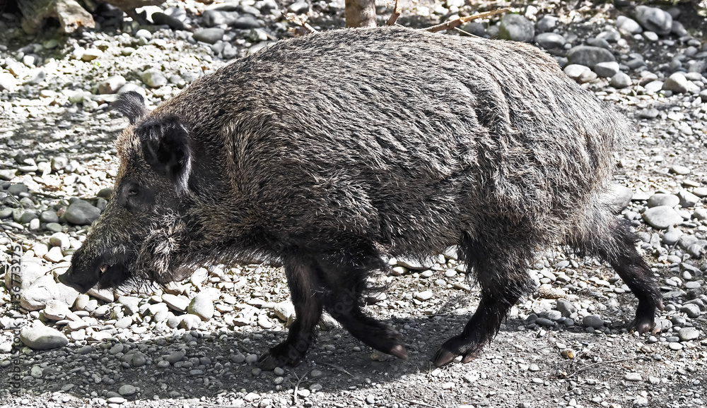 Wild boar. Latin name - Sus scrofa Wild boar. Latin name - Sus scrofa
