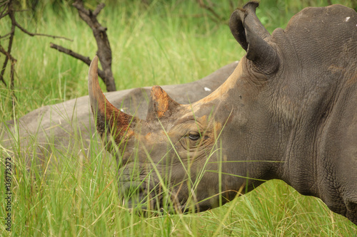 Side view of white rhino with horn in Uganda