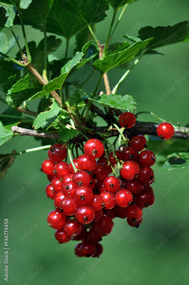 Bunch of red currants fruit on the branch of a bush with leaves