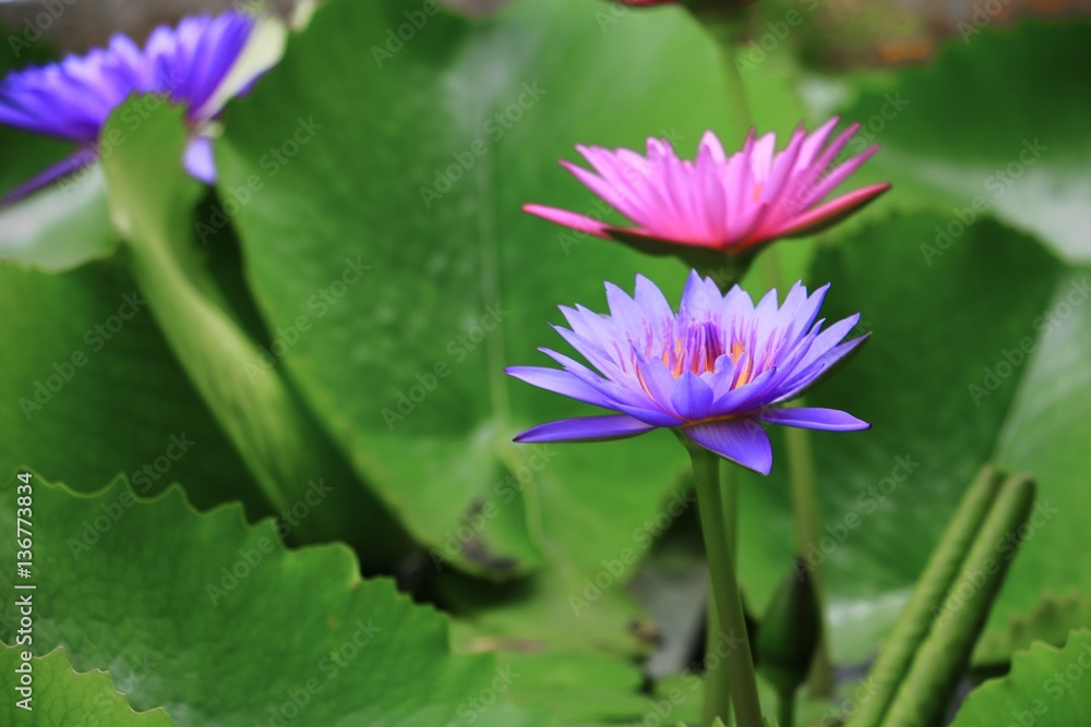 Lotus lilly purple on water beautiful Lotus lilly purple on water beautiful