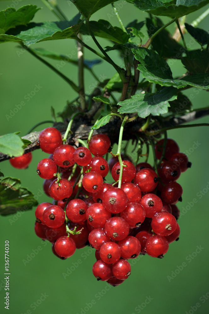 Bunch of red currants fruit on the branch of a bush with leaves