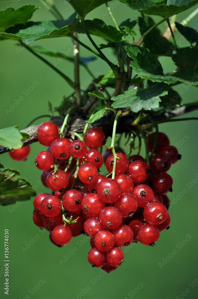 Bunch of red currants fruit on the branch of a bush with leaves Bunch of red currants fruit on the branch of a bush with leaves