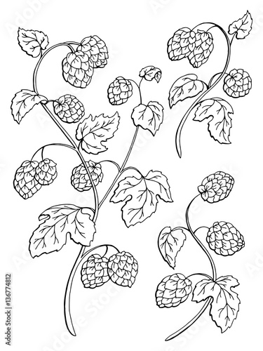 Hops plant graphic bush black white isolated sketch illustration vector