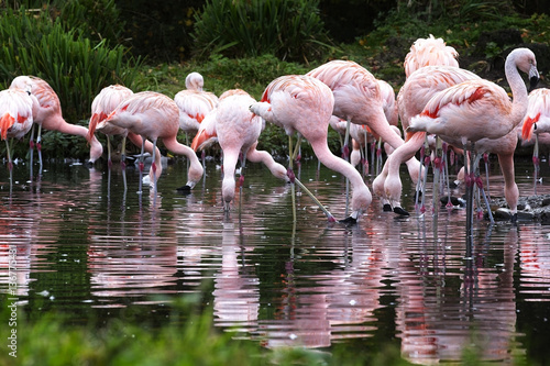 Chilean Flamingoes (Phoenicopterus chilensis) captive flock, England, UK.