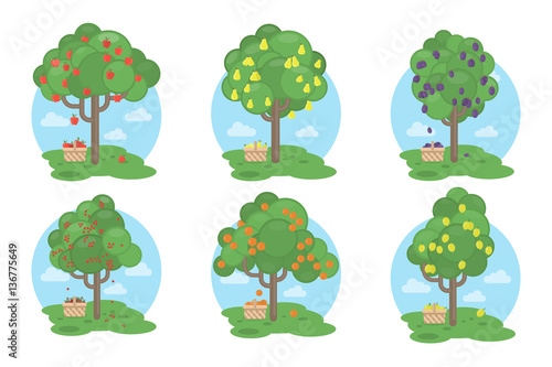 Fruits trees set on white background. Apples, plums, pears and more.