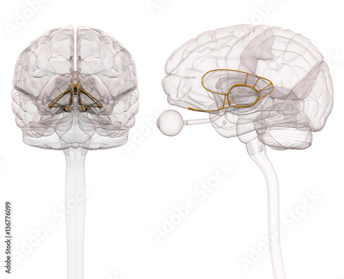 Limbic System Brain Anatomy - 3d illustration photo
