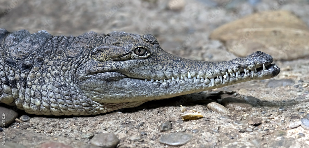 Australian crocodile. Latin name - Crocodylus johansoni Australian crocodile. Latin name - Crocodylus johansoni