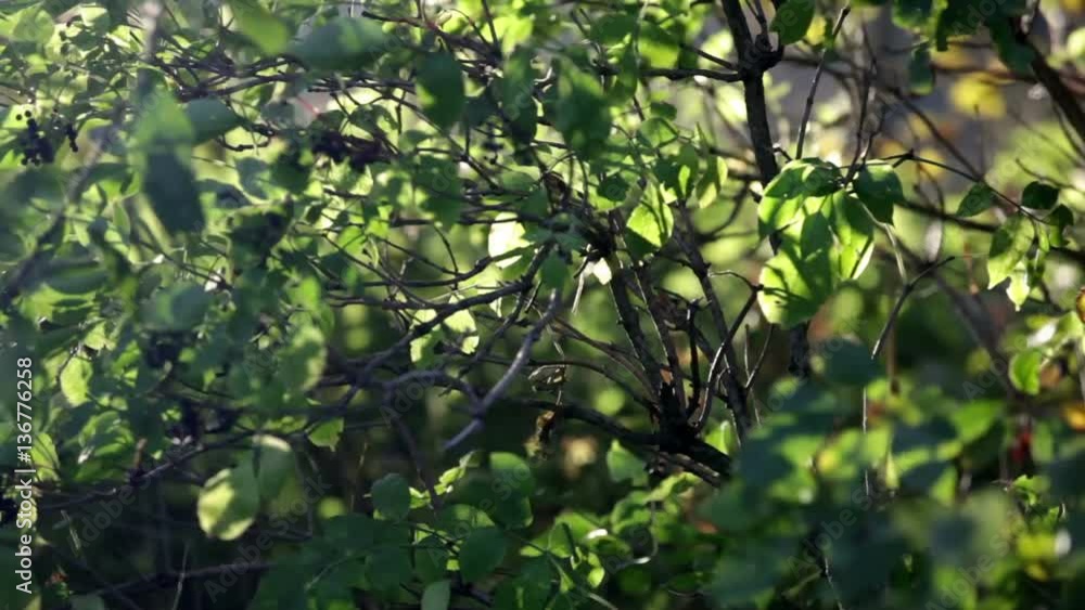 green leaves green leaves