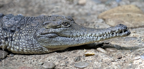 Australian crocodile. Latin name - Crocodylus johansoni
