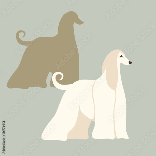 Afghan hound dog vector illustration style Flat