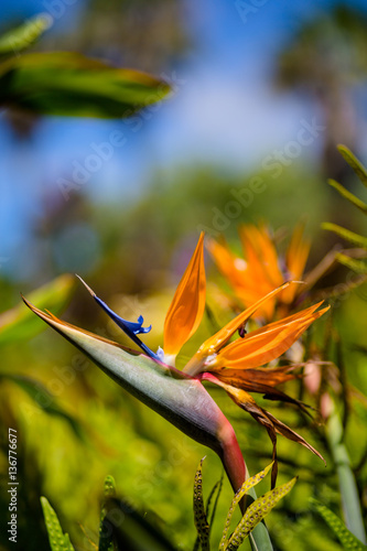 Birds of Paradise Plant