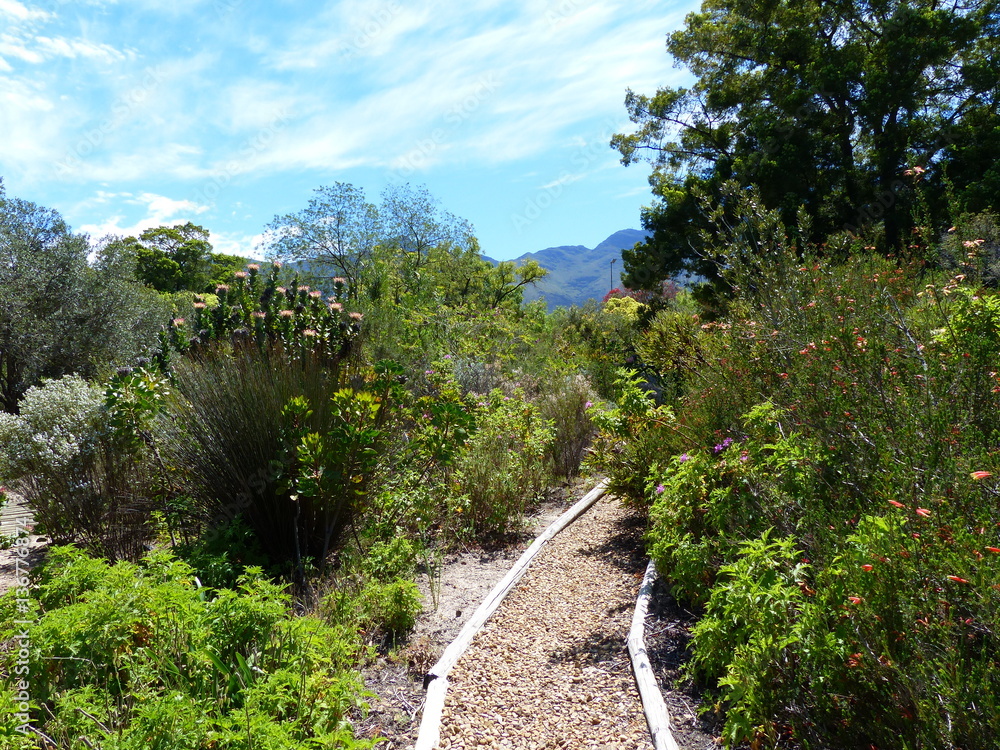 Obraz premium blühende gelbe Protea in Südafrika