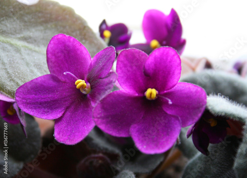 violet flowers
