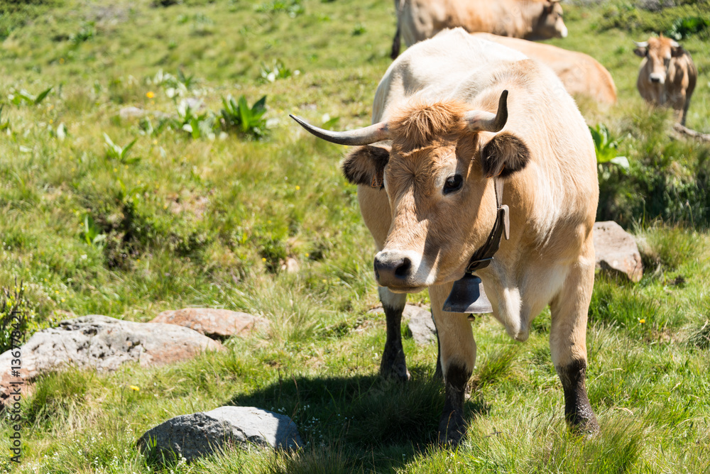 Vache à cloche au massif du Sancy en Auvergne France. Cette vache à cloche nous regarde. Vache à cloche au massif du Sancy en Auvergne France. Cette vache à cloche nous regarde.