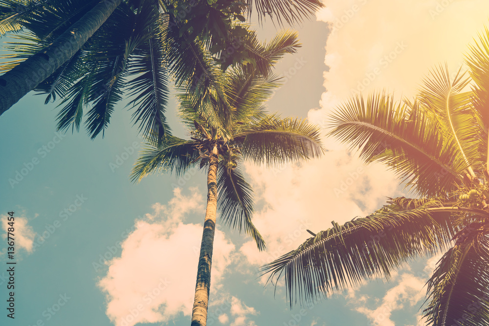 Obraz premium Coconut palm trees and shining sun with vintage effect.
