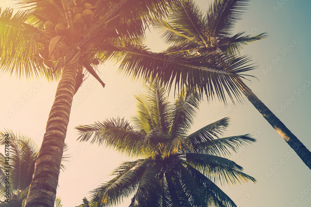 Obraz premium Coconut palm trees and shining sun with vintage effect.