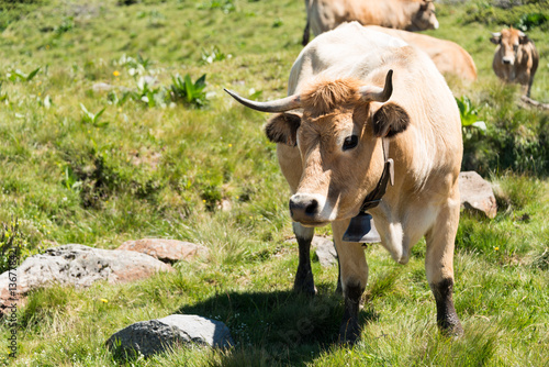 Vache    cloche au massif du Sancy en Auvergne France. Cette vache    cloche nous regarde.