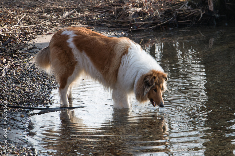 Collie Dog drinking water from a lake Collie Dog drinking water from a lake