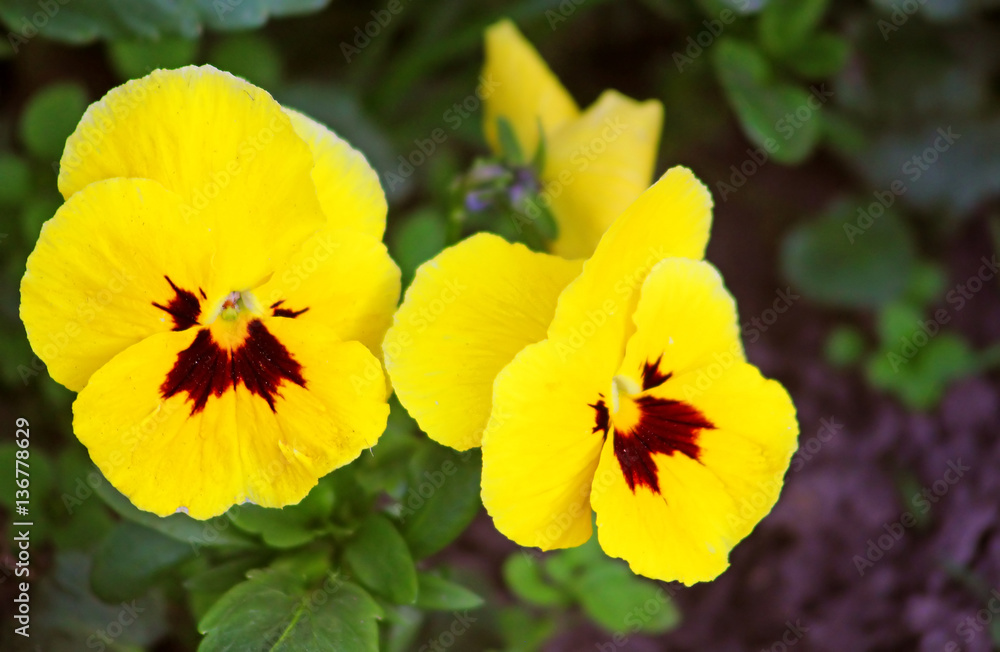 First yellow pansy flowers at spring in the garden First yellow pansy flowers at spring in the garden