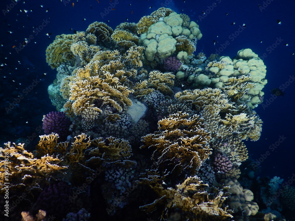 Obraz premium unterwasserblumenstrauß