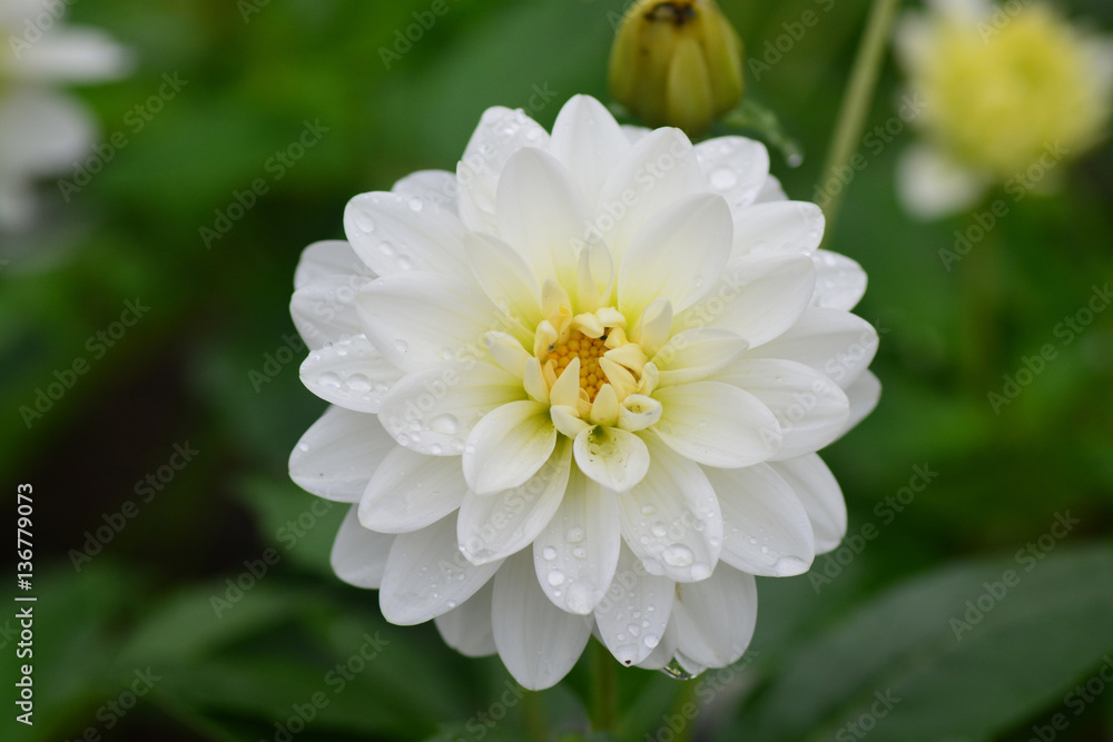 Closeup of Beautiful dahlia flower Closeup of Beautiful dahlia flower