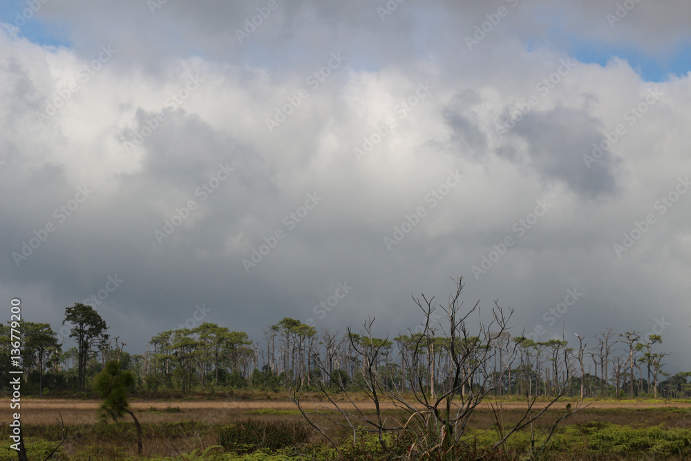 Fototapeta premium Cloud and Tree Of Phu Kradueng National Park,THAILAND