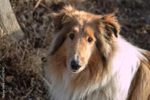 Close-up of Collie Dog Face