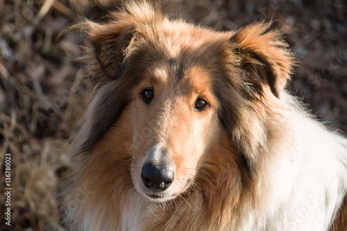 Close-up of Collie Dog Face