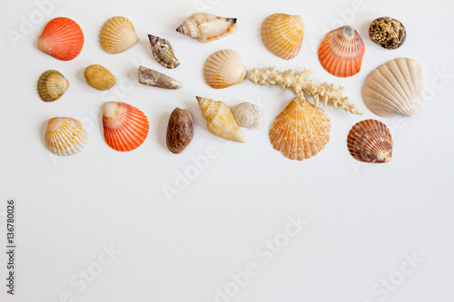 Horizontal frame with sea shells and corals on white background.