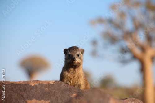 Namibia Quiver tree forest cape hyrax looking photo