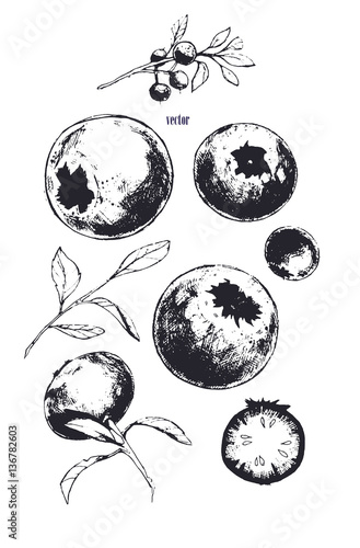 Vector image of bilberry. Set of isolated blueberries. Isolated on white background berries. Graphic illustration drawn in ink.