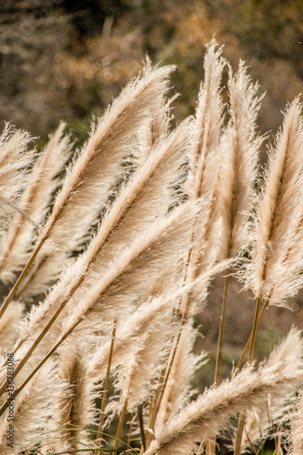 Weedy pampas grass  at the Big Sur coast, Los Padres National Fo