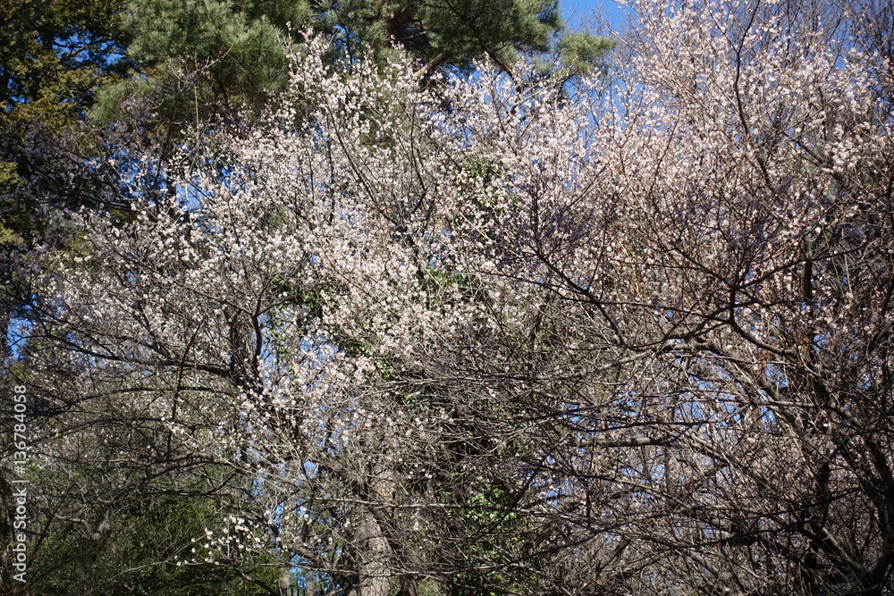 梅の花