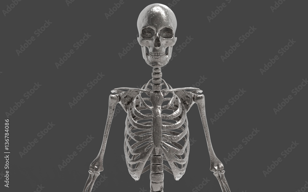 3D Illustration Of A Human Skeleton