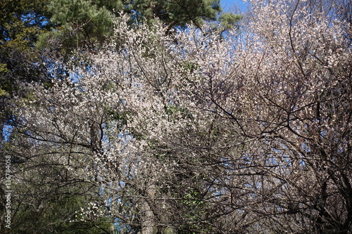 Wallpaper Mural 梅の花 Torontodigital.ca