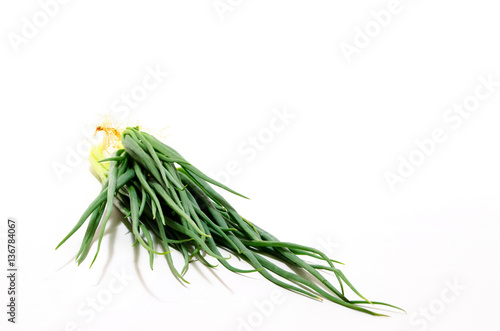 Spring Onion Isolated on White Background.