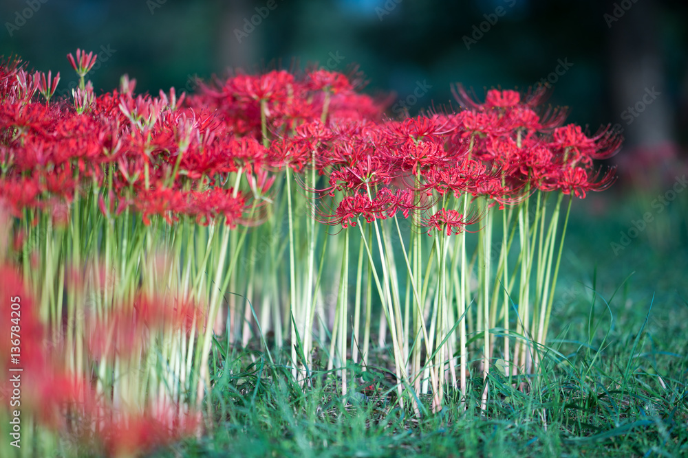 cluster amaryllis at Biwa-lake,Katsurahamaenchi,Shiga,Japan cluster amaryllis at Biwa-lake,Katsurahamaenchi,Shiga,Japan