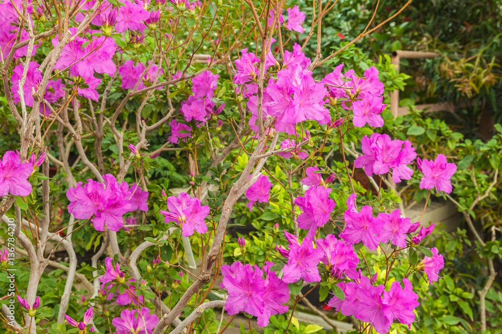 Pink azalea bush in the greenhouse