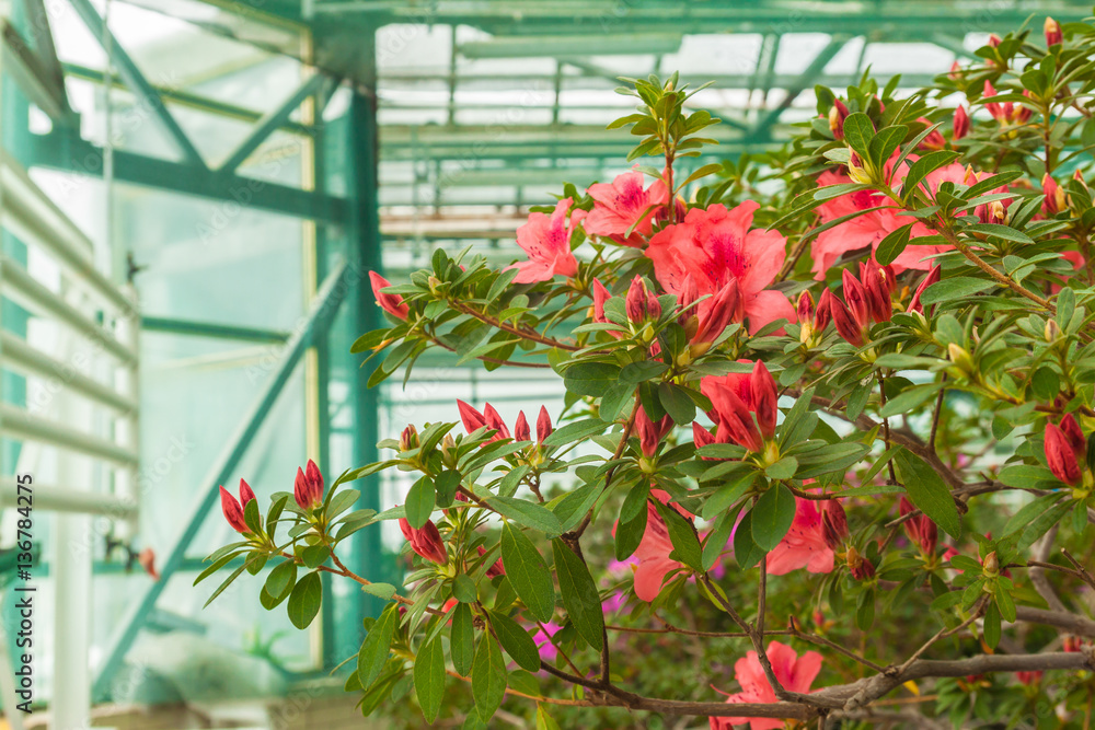 Red azalea bush in the greenhouse