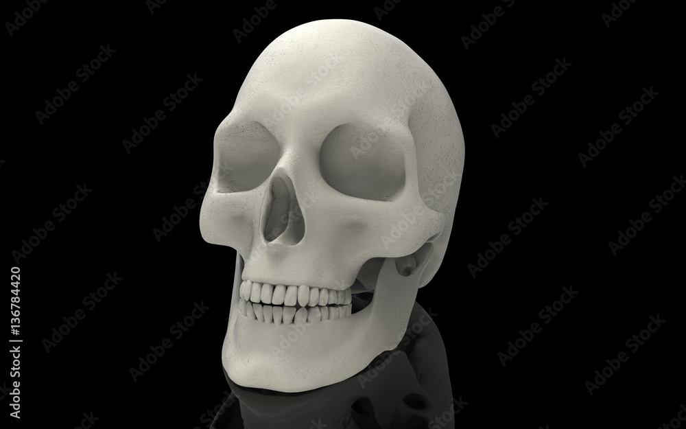 Obraz premium 3D Illustration of A Human Skull