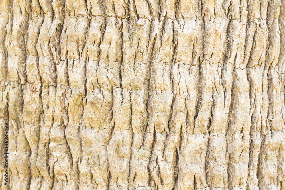 Naklejka premium Coconut texture background