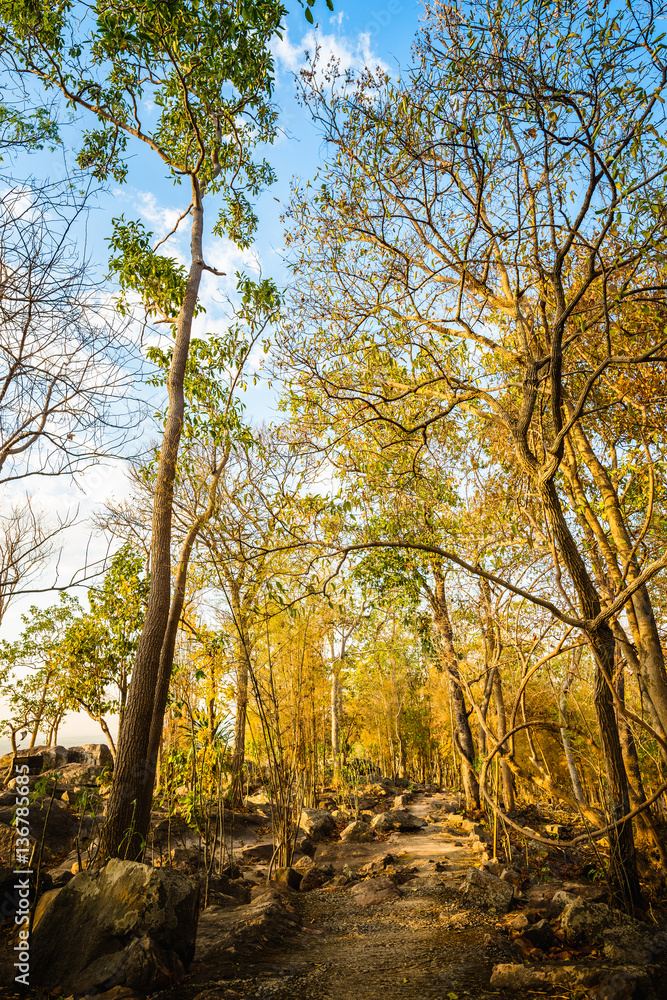 Autumnal Park. Autumn Trees from the top of mountain Autumnal Park. Autumn Trees from the top of mountain