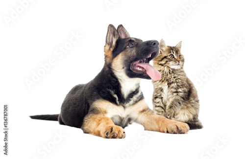 Shepherd puppy and kitten looking at the white background