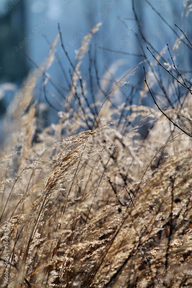 Fototapeta premium grad,natur,wald,feld,landschaft