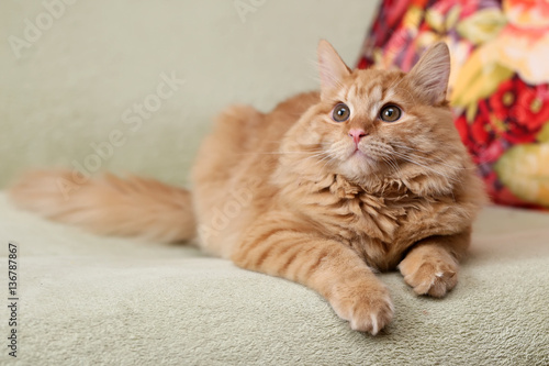 Fototapeta Naklejka Na Ścianę i Meble -  Рыжий красивый пушистый кот лежит на диване
