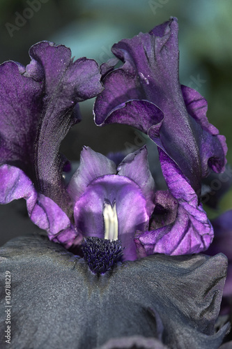 Iris closeup