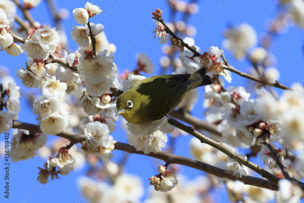 Plums and Japanese White-Eye in Tokyo - Japanese early spring - Plums and Japanese White-Eye in Tokyo - Japanese early spring -