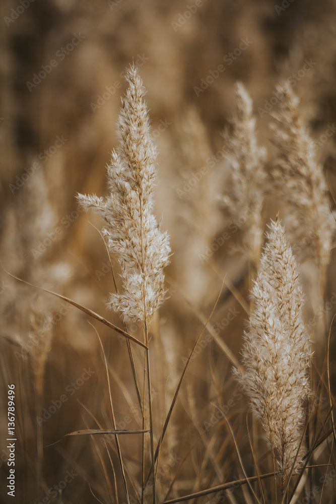 Fototapeta premium Espigas