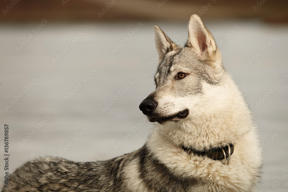 Face of eight months old wofdog male on ice in winter park Face of eight months old wofdog male on ice in winter park