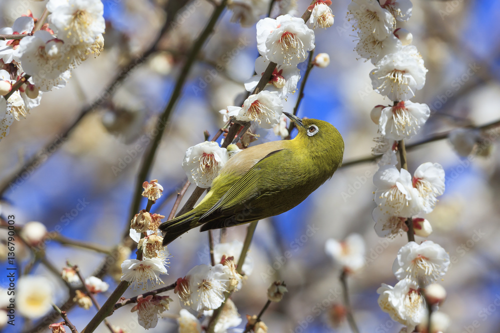 Plums and Japanese White-Eye in Tokyo - Japanese early spring -
